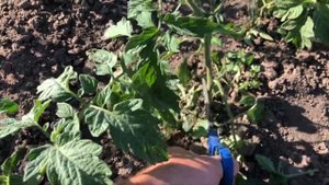 Научу вас как пасынковать томаты