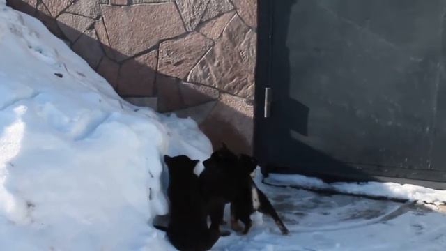 ВСЛ. Восточно сибирская лайка. смотреть онлайн