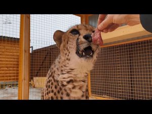 Ичель ест с руки у Саши