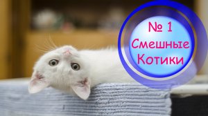 Котики Смешные ? № 1