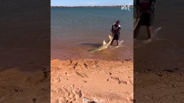 Человек помогает 11-метровой рыбе-пиле вернуться в море!