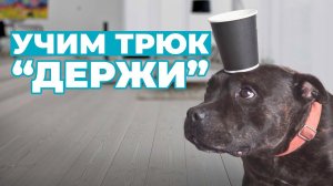 Трюк "Держи": самоконтроль собаки = лёгкий приём у ветеринара или груммера!