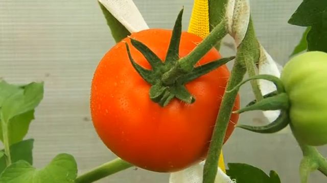 Усадьба: "Букварь дачника" смотреть онлайн