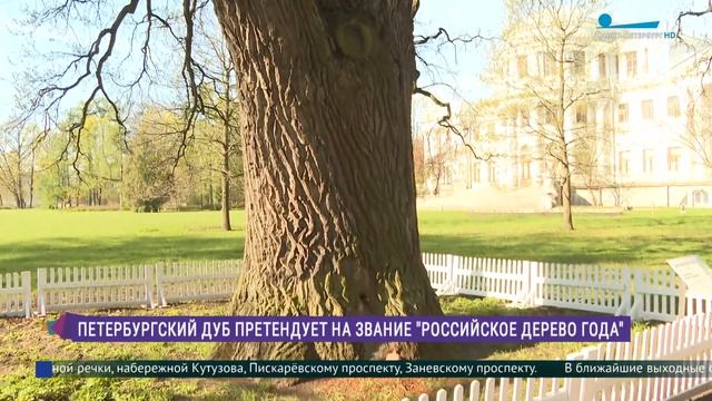 Дуб черешчатый на Елагином острове претендует на звание «Дерево года» смотреть онлайн
