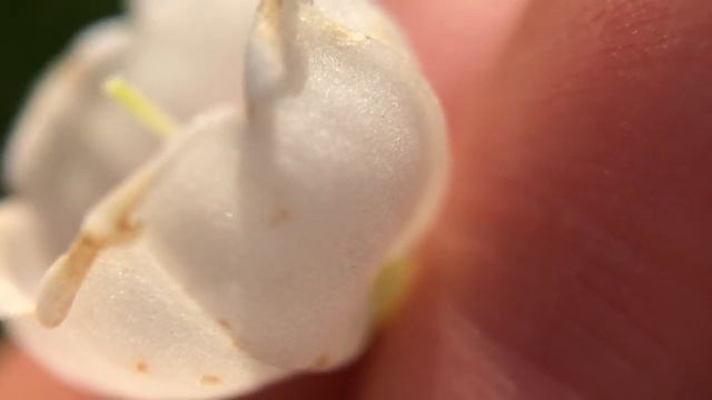 Marvelous Morphology: Pollinators, Sonication, and Vaccinium Flowers смотреть онлайн