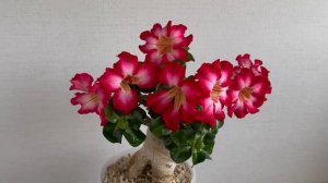 Adenium Mini Size Red