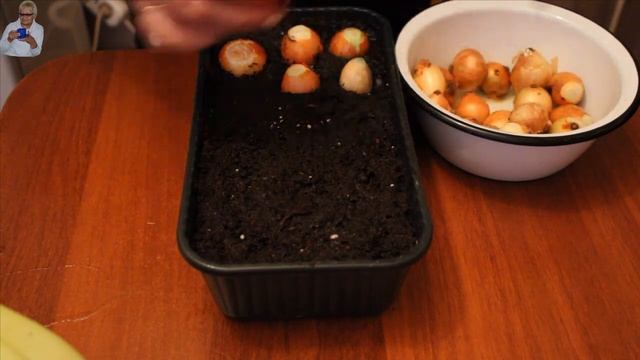 Посадка лука на зелень к Новому Году. смотреть онлайн