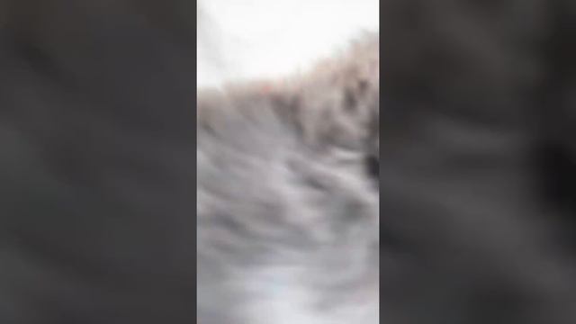 Щенки шпица, померанский шпиц, мальчик шпиц и девочки шпиц