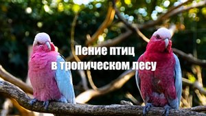 Пение птиц в тропическом лесу Звуки природы для расслабления, релаксации и сна.