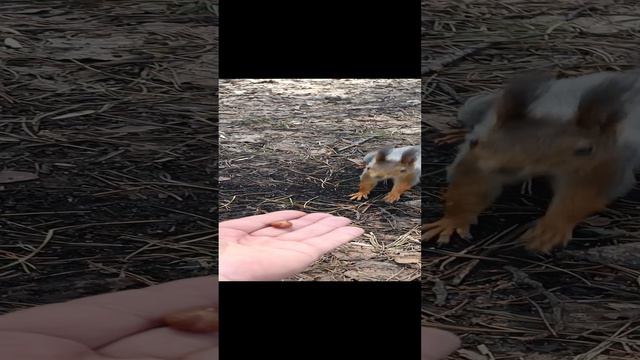 белка.mp4