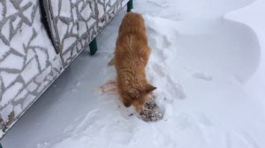 Собака, которая живет в р-не родника (северный обход) 02.01.2016 год