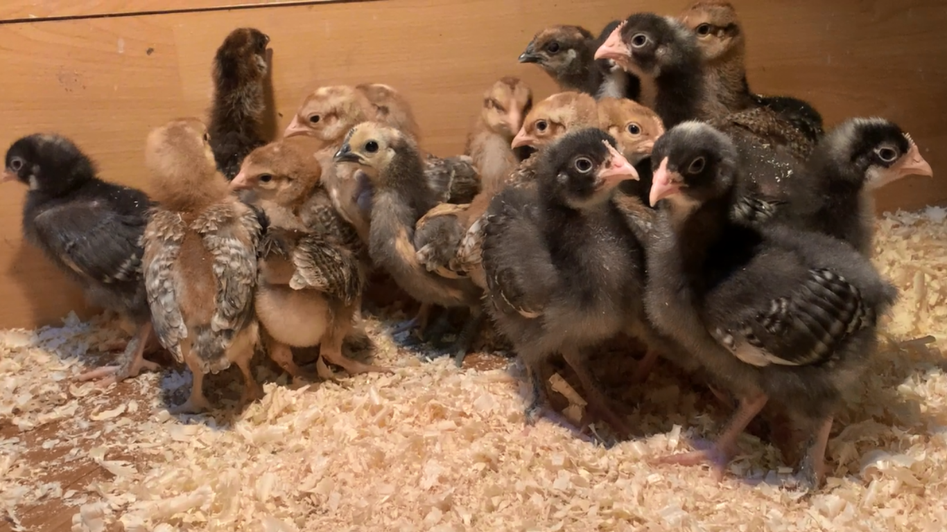 Активность моих цыплят зашкаливает смотреть онлайн