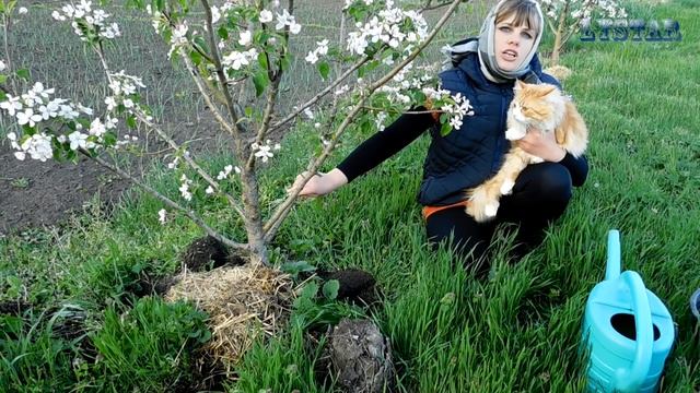 Лечение хлороза у плодовых деревьев Болезни плодовых деревьев Как лечить плодовые деревья