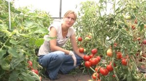 Томат Русские частушки