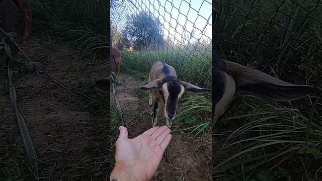 Необычное (для городского жителя) знакомство