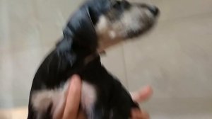 Собака дворняжка сильно обиделась Видео про собак щенка Маленькие щенки дворняжки Канал про животны