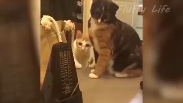 📹  Самые новые смешные животные 2023😂 Смешные коты и собаки - Animal Club