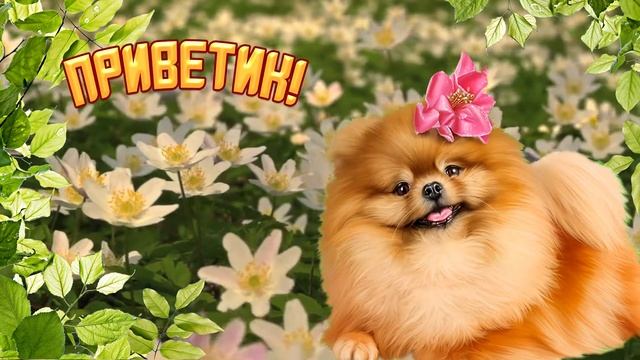 Привет! Красивые стихи с милым голосом. Музыкальная открытка