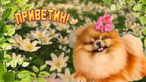 Привет! Красивые стихи с милым голосом. Музыкальная открытка