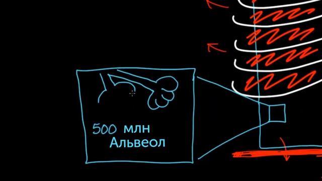 Как меняется объём лёгких? смотреть онлайн