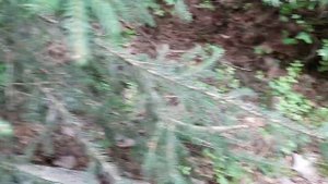 Торф и сосновый опад для голубики.