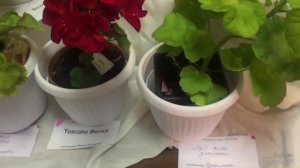 Выставка пеларгоний с 6 по 8 сентября. Pelargoniums