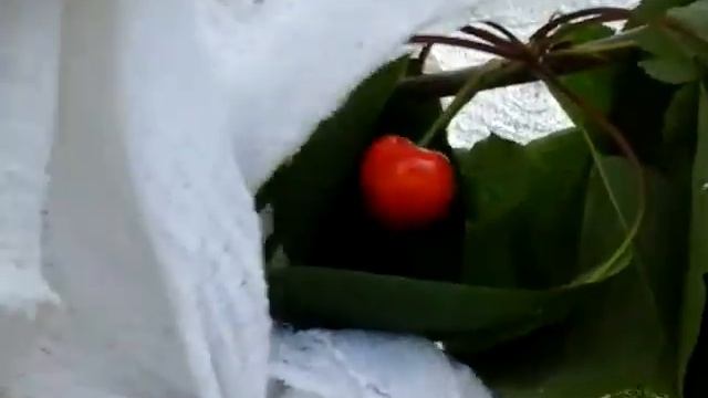 Чудо вишня или как создать многосортовое дерево-сад смотреть онлайн