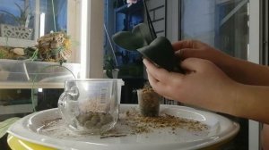 Пересадка мини орхидейки в кремневит??????