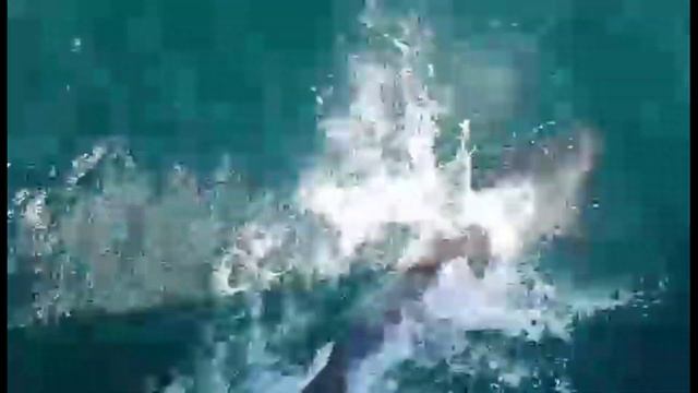 Кого можно встретить в Чёрном море? смотреть онлайн