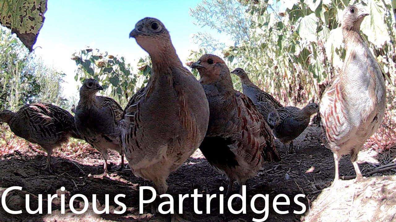 Любопытные Куропатки / Curious Partridges смотреть онлайн