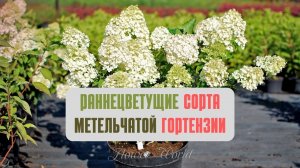 Раннецветущие сорта метельчатой ГОРТЕНЗИИ.