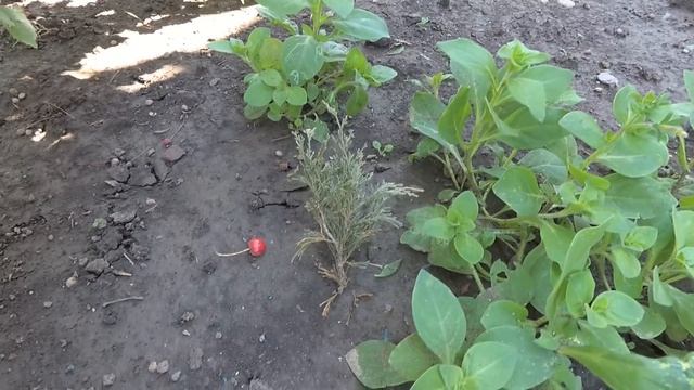 212 ч. ЖИЗНЬ ПОСЛЕ ПЕРЕЕЗДА НА ЮГ. Чем наполнен будний день в хуторе Лебеди смотреть онлайн