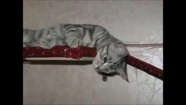 Северный Мао Ли.mp4