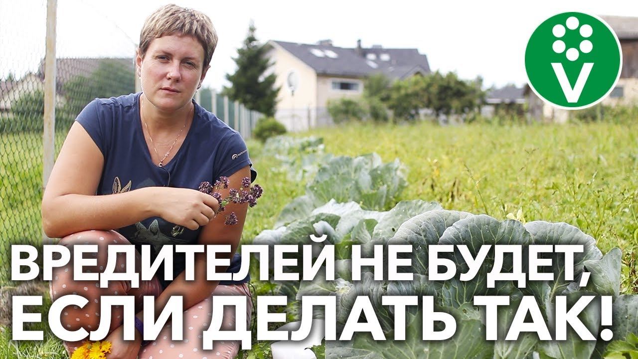 НЕ ЛИШИТЕСЬ 30% УРОЖАЯ КАПУСТЫ ИЗ-ЗА ВРЕДИТЕЛЕЙ! Вот как защитить капусту от бабочек, мух и слизней!