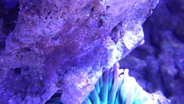 Новая кладка икры Томатных Клоунов(2)  http://coralreef-aqua.ru/forum/ смотреть онлайн