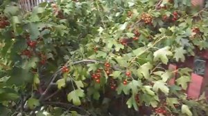 Смородина. Золотистая смородина