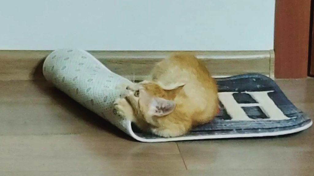 Веселая игра котят. Забавные котята.