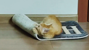 Веселая игра котят. Забавные котята.