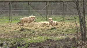 Львы выходят на свободу 🦁🌿🌞 ПАРК ЗЕМЛЯ ПРАЙДА