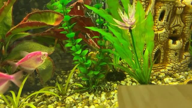 Чтение 4 кл: Д.Н.Мамин-Сибиряк «Вертел»/11.01.23 20:10 смотреть онлайн