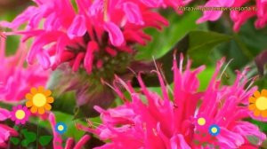 Монарда гибридная Пинк Лэйс. Краткий обзор, описание характеристик мonarda hybrida Pink Lace
