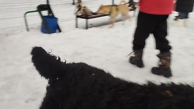Training Зоопсихолог ? Жил Был Кинолог ? Моя Жизнь Кино ?Dogs Документальный Фильм ?️ Музей Псов