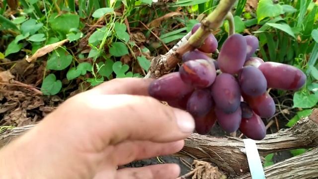 Виноград на 5 сентября 2019 г. смотреть онлайн