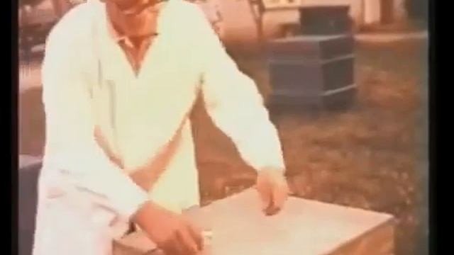 Как добывали пчелиный яд в СССР