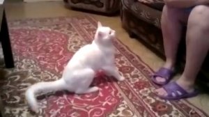 Кот псих