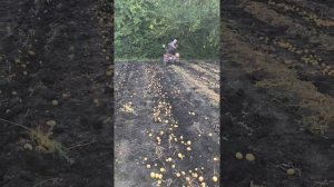 Картофелекопалка своими руками