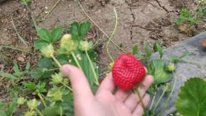 Первый сбор клубники Кабрило в балагане.