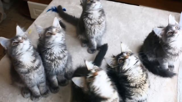 Игривые котята породы Мейн-Кун в возрасте 3-х месяцев