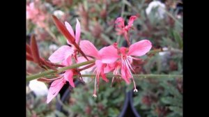 ГАУРА  (GAURA)  сем. Кипрейные
