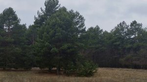 6 января праздник Рождественский Сочельник.Канун Рождества. Народные традиции . Главные запреты.